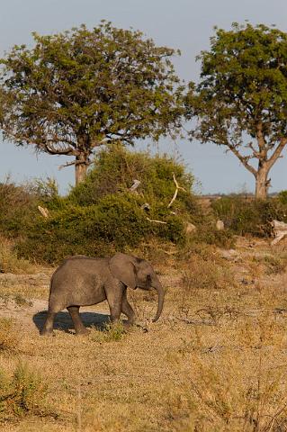 122 Okavango Delta, olifantje.jpg